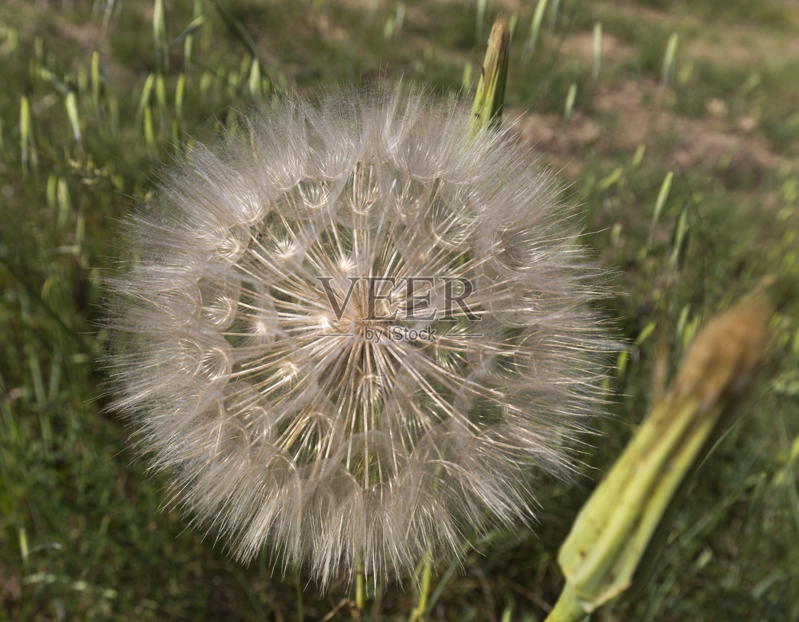 蒲公英的特写照片照片摄影图片