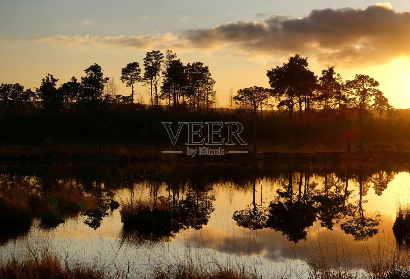 日落时分,英国萨里郡国家自然保护区瑟斯利公园的普德莫尔池塘。保护区有大面积的开放干燥石南地、泥炭沼泽、松林和落叶林地。照片摄影图片