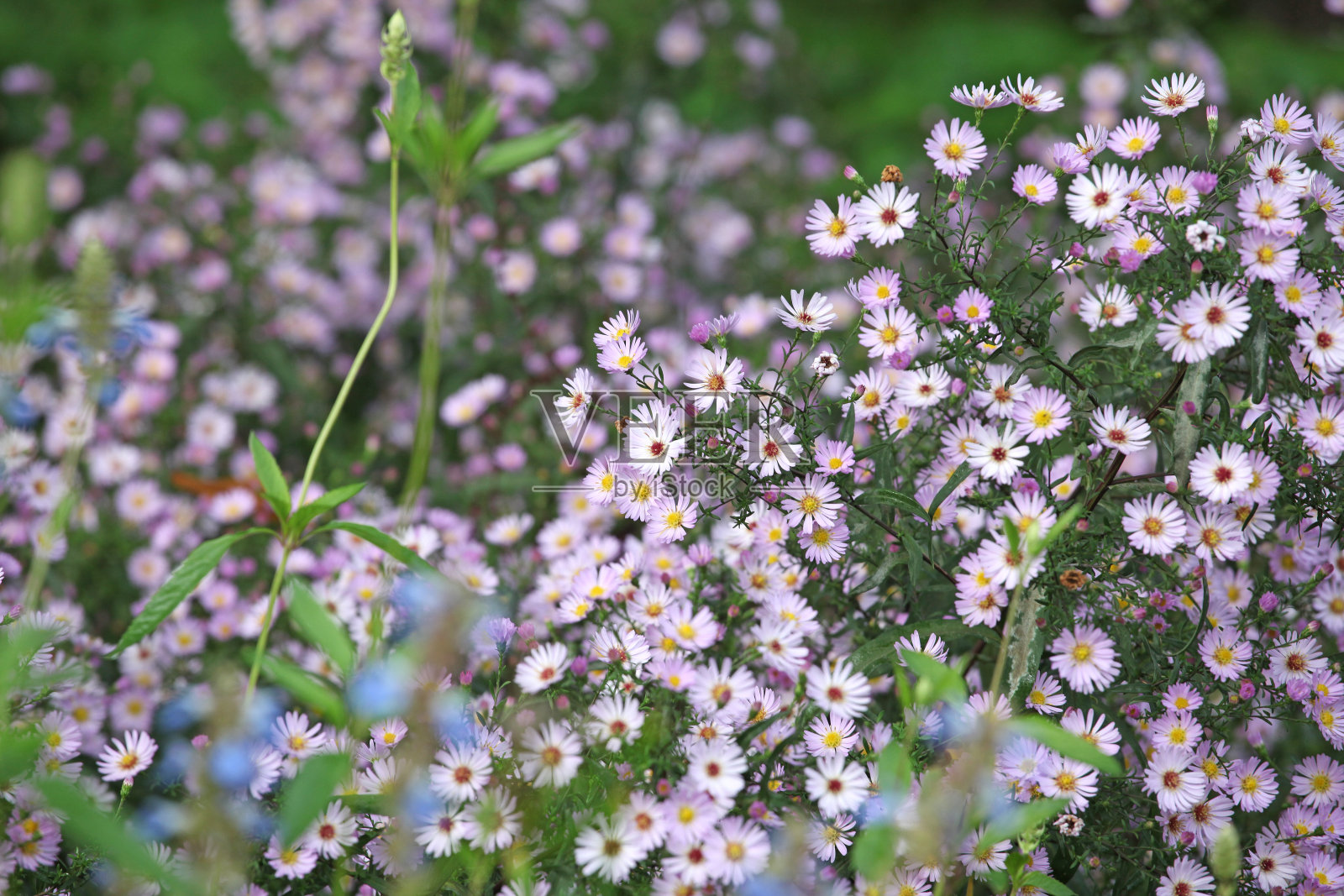 淡紫色紫菀杂交花“Les Moutiers”。照片摄影图片
