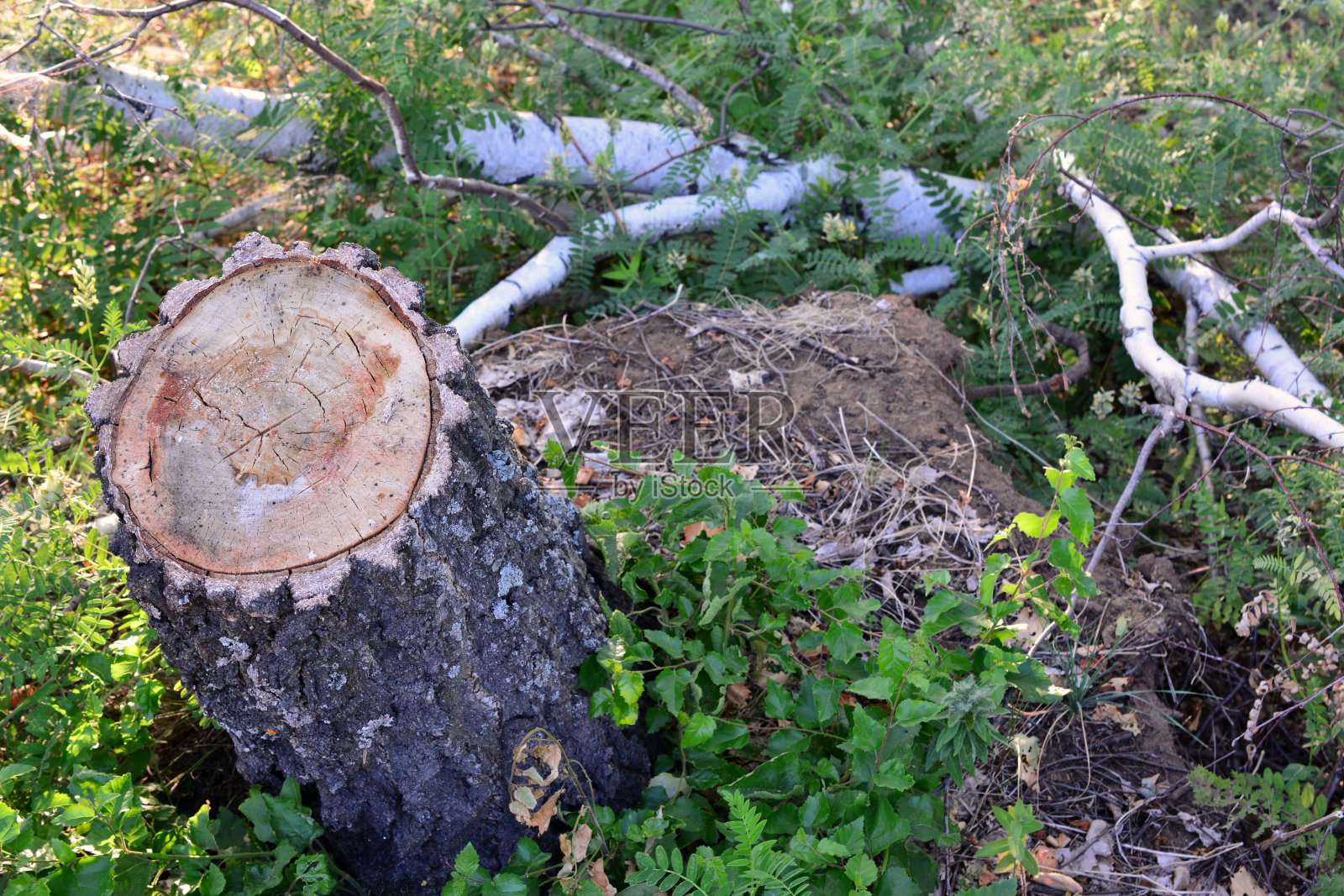 树桩上剪着树枝和地上的蚁丘近距离接触照片摄影图片