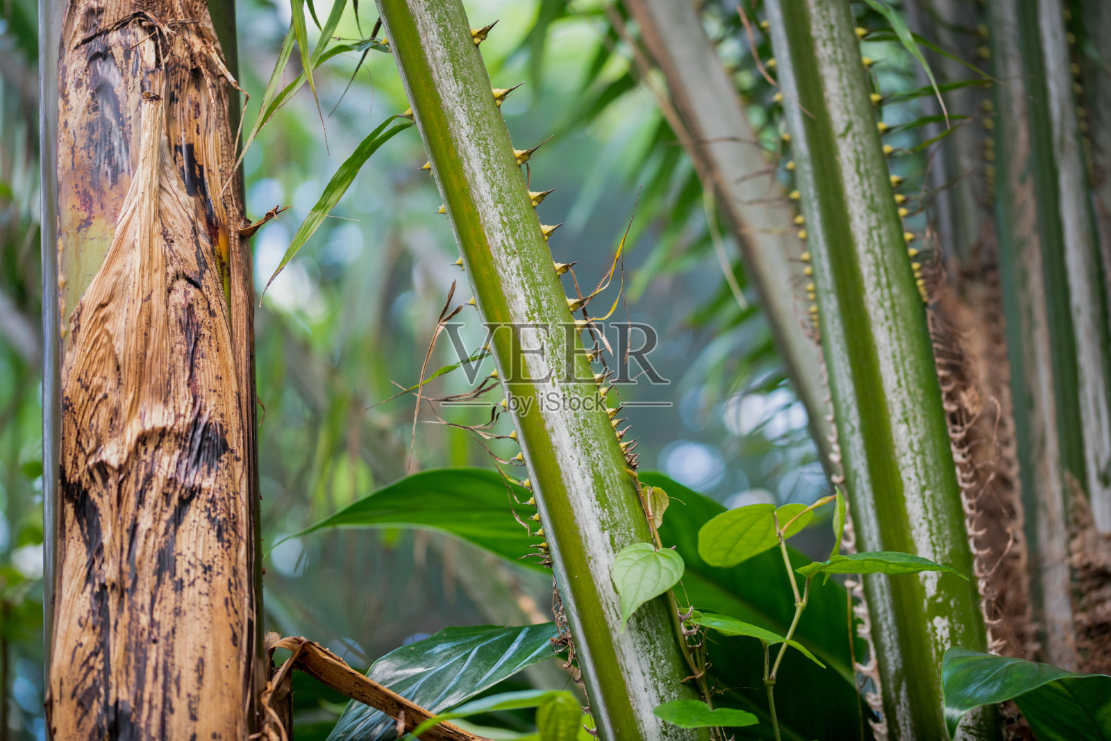 棕榈茎与绿色背景照片摄影图片