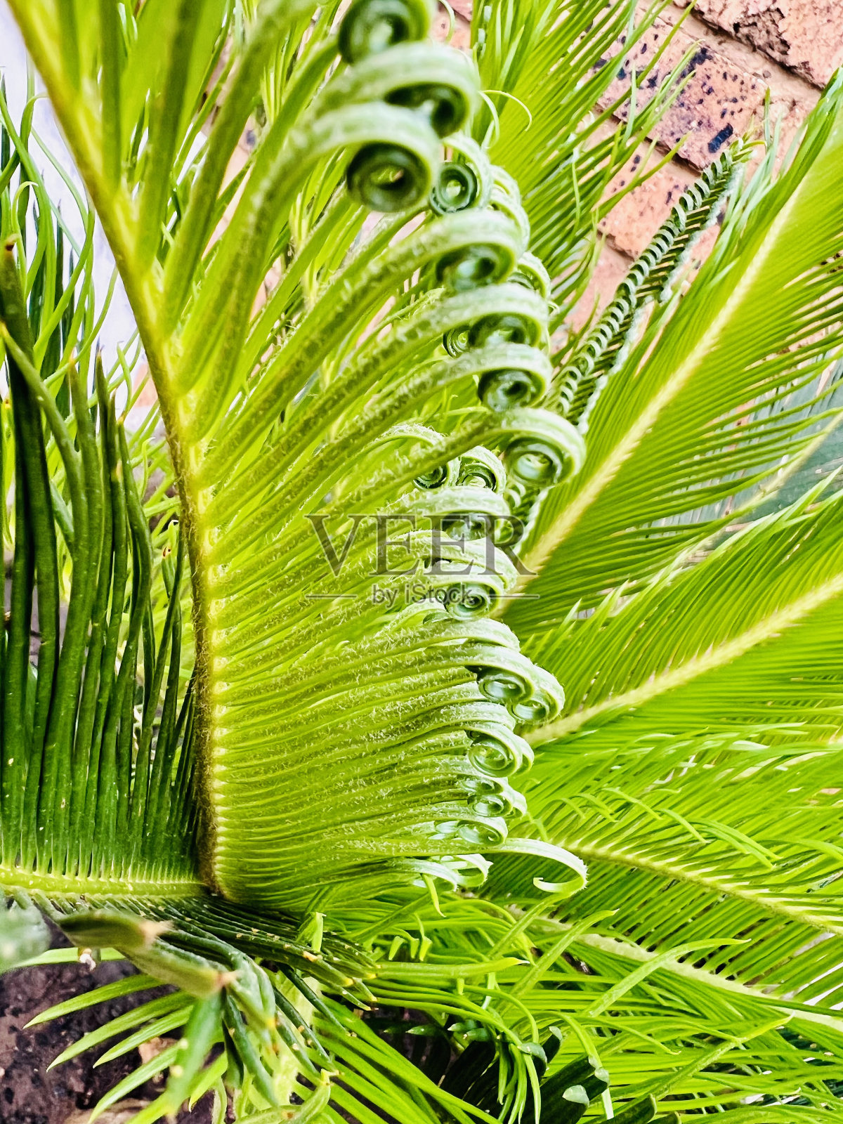 在苏铁的新生活照片摄影图片