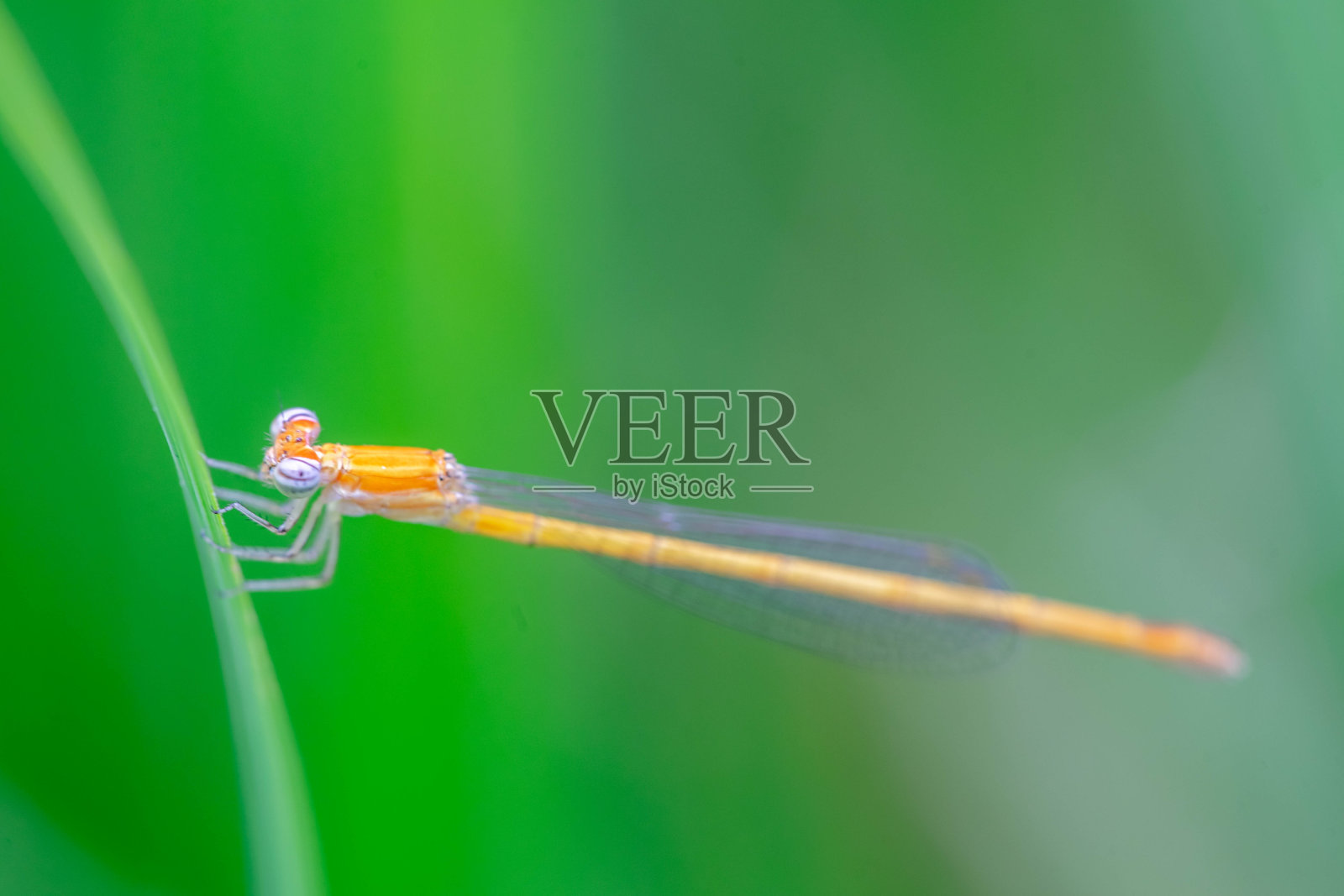 蜻蜓照片摄影图片