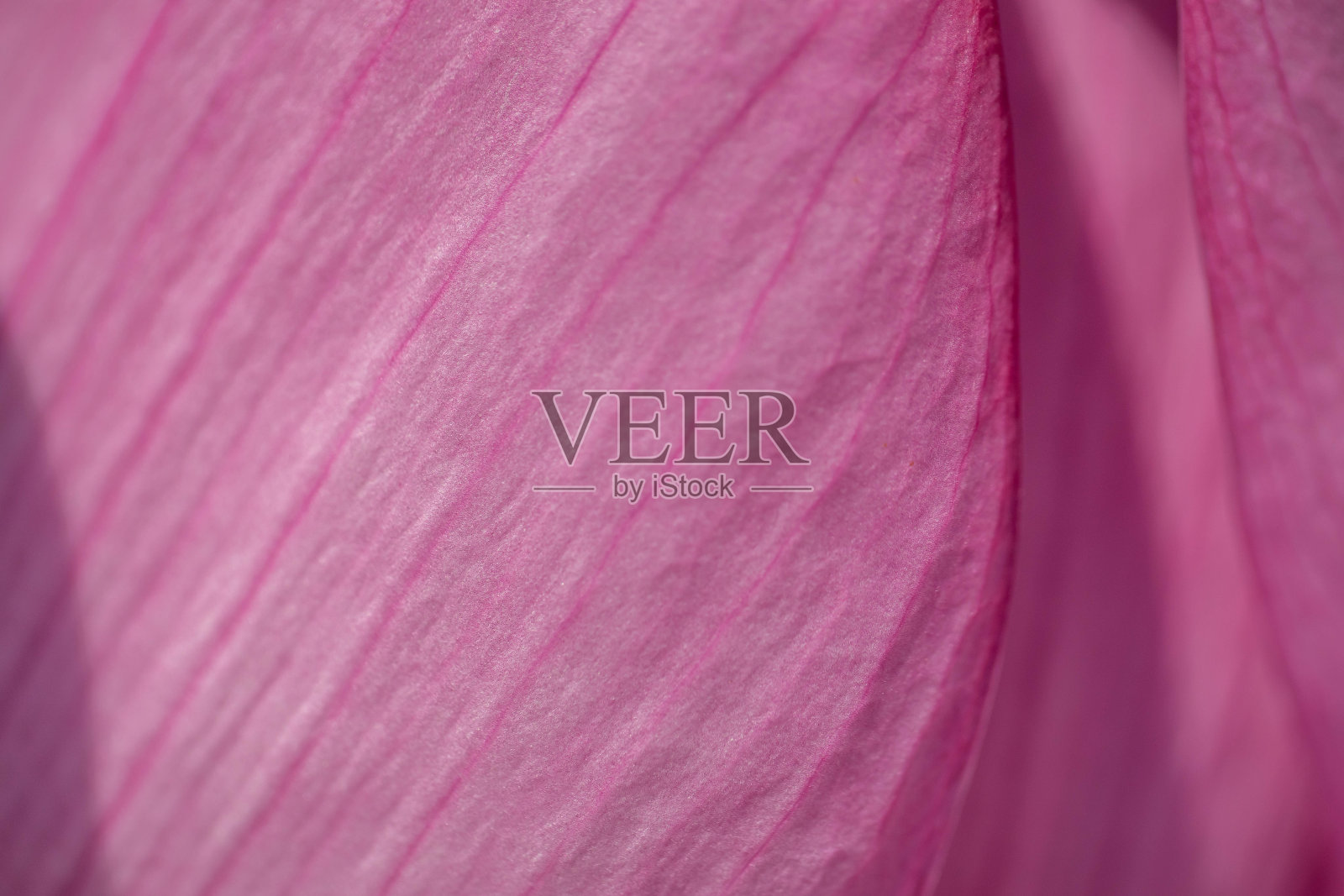 莲花照片摄影图片