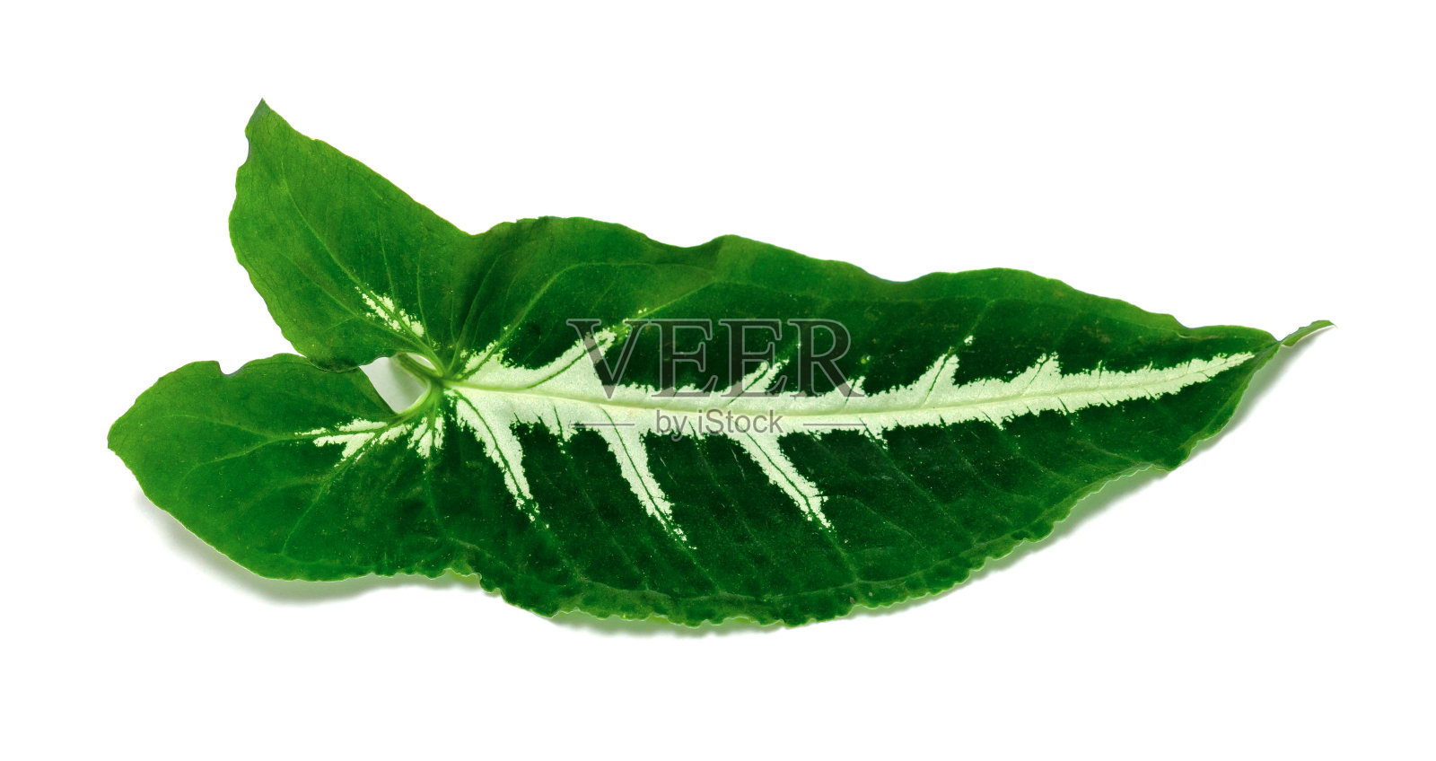 白底分离的热带叶植物绿叶格局照片摄影图片