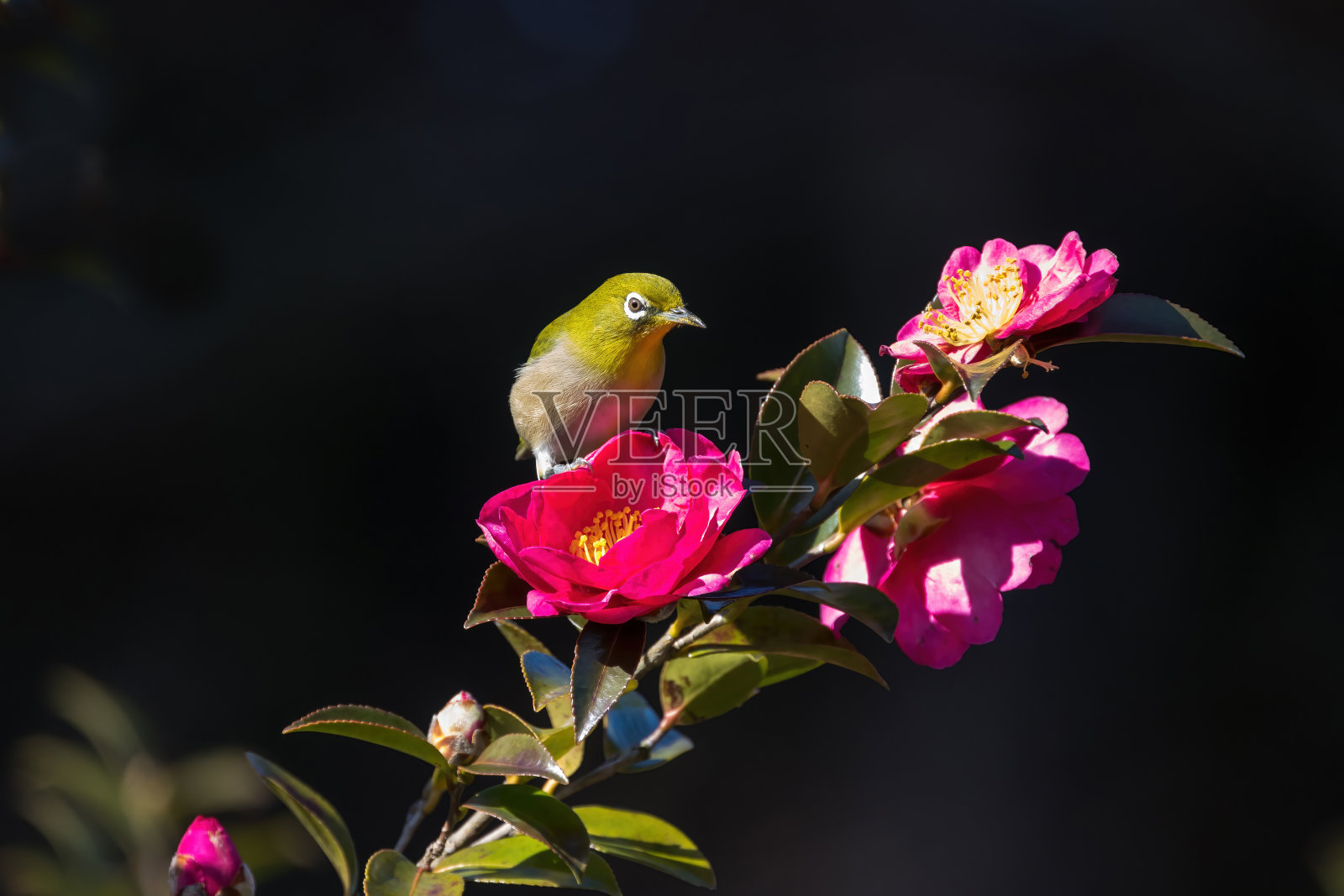 栖息在三桂树上的白眼鸟。照片摄影图片