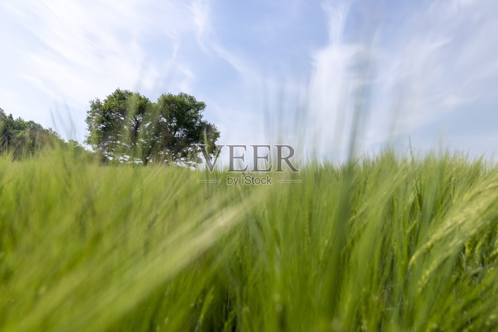 老橡树在夏天长着绿色的叶子照片摄影图片
