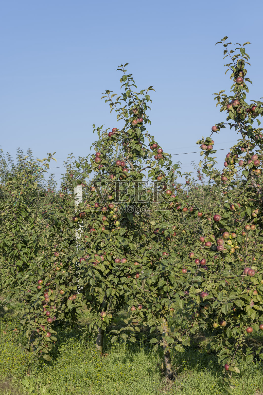 在苹果园里收获苹果照片摄影图片