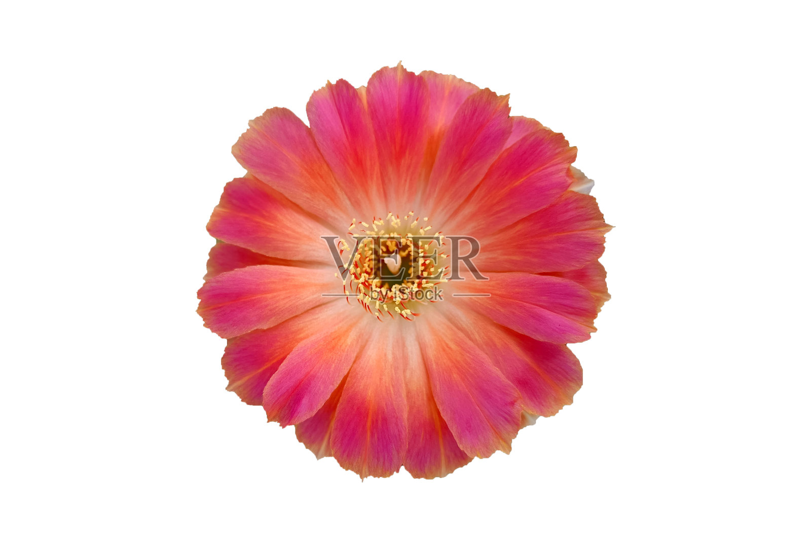 仙人掌花照片摄影图片