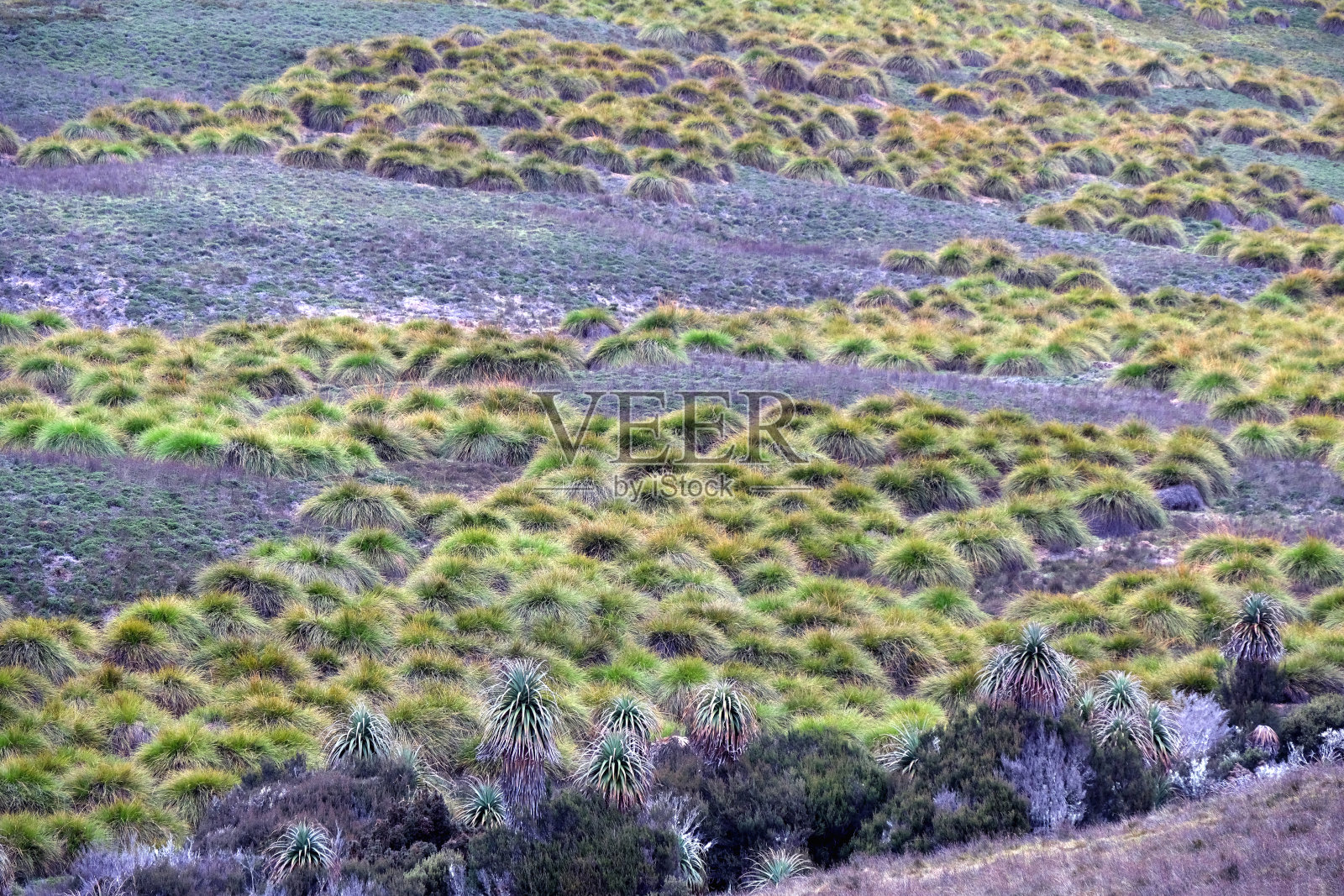 塔斯马尼亚州摇篮山-圣克莱尔湖国家公园的风景照片摄影图片