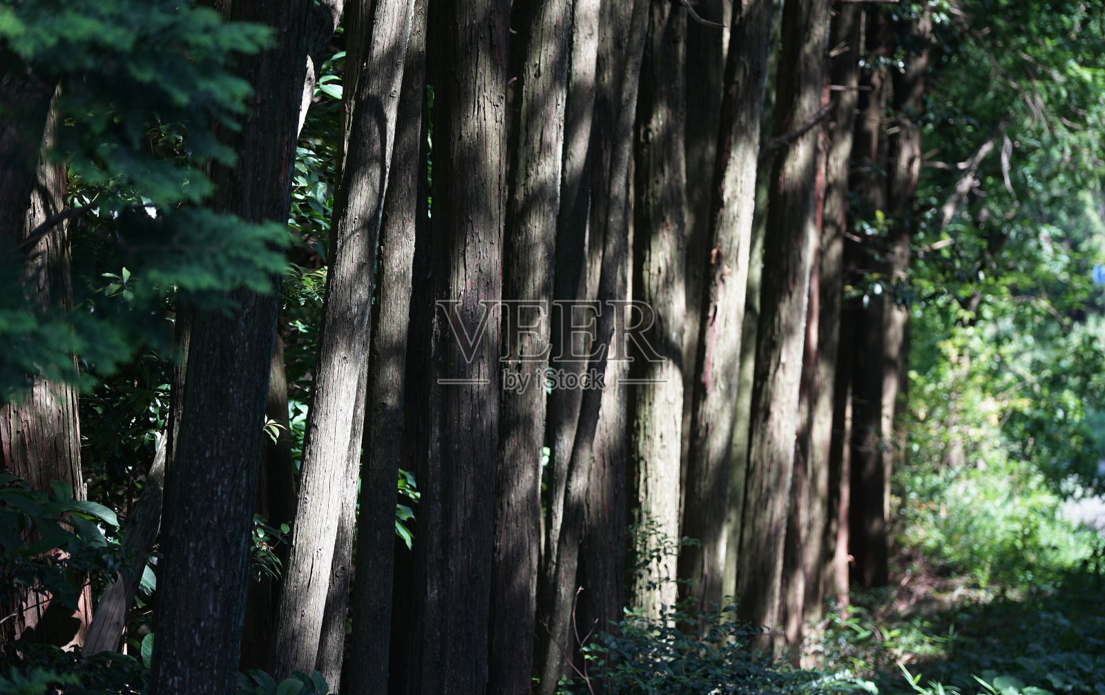 树木和绿叶照片摄影图片