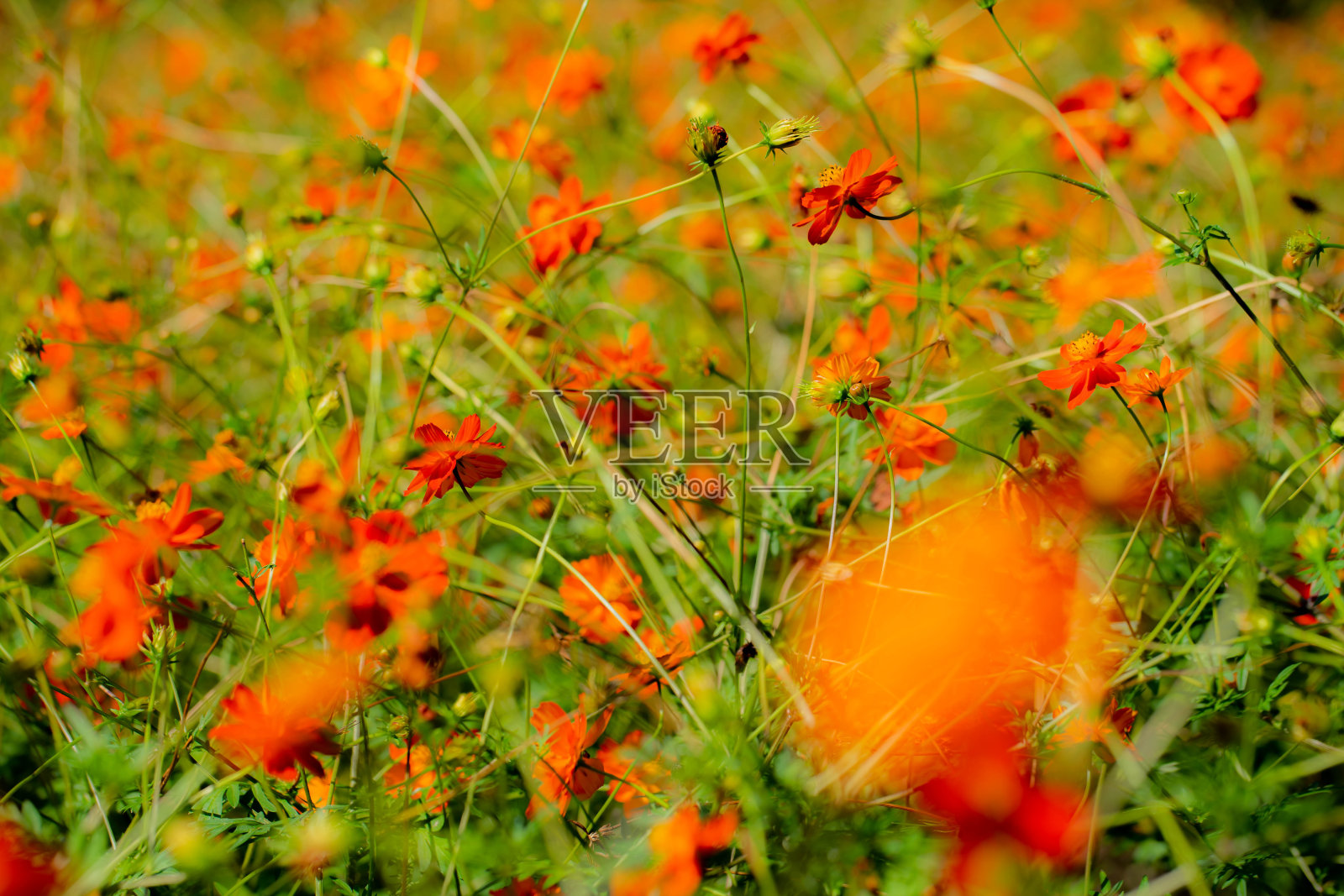 宇宙照片摄影图片