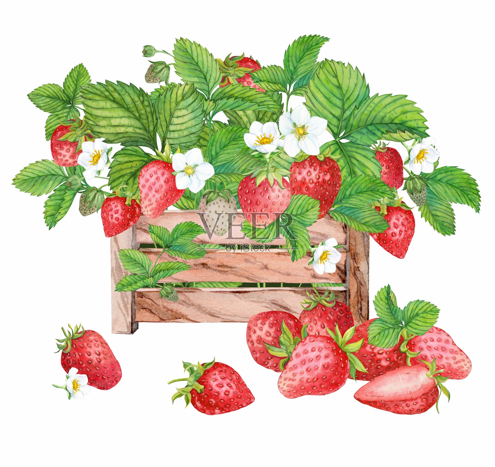 成熟的草莓在木箱水彩插画图片素材