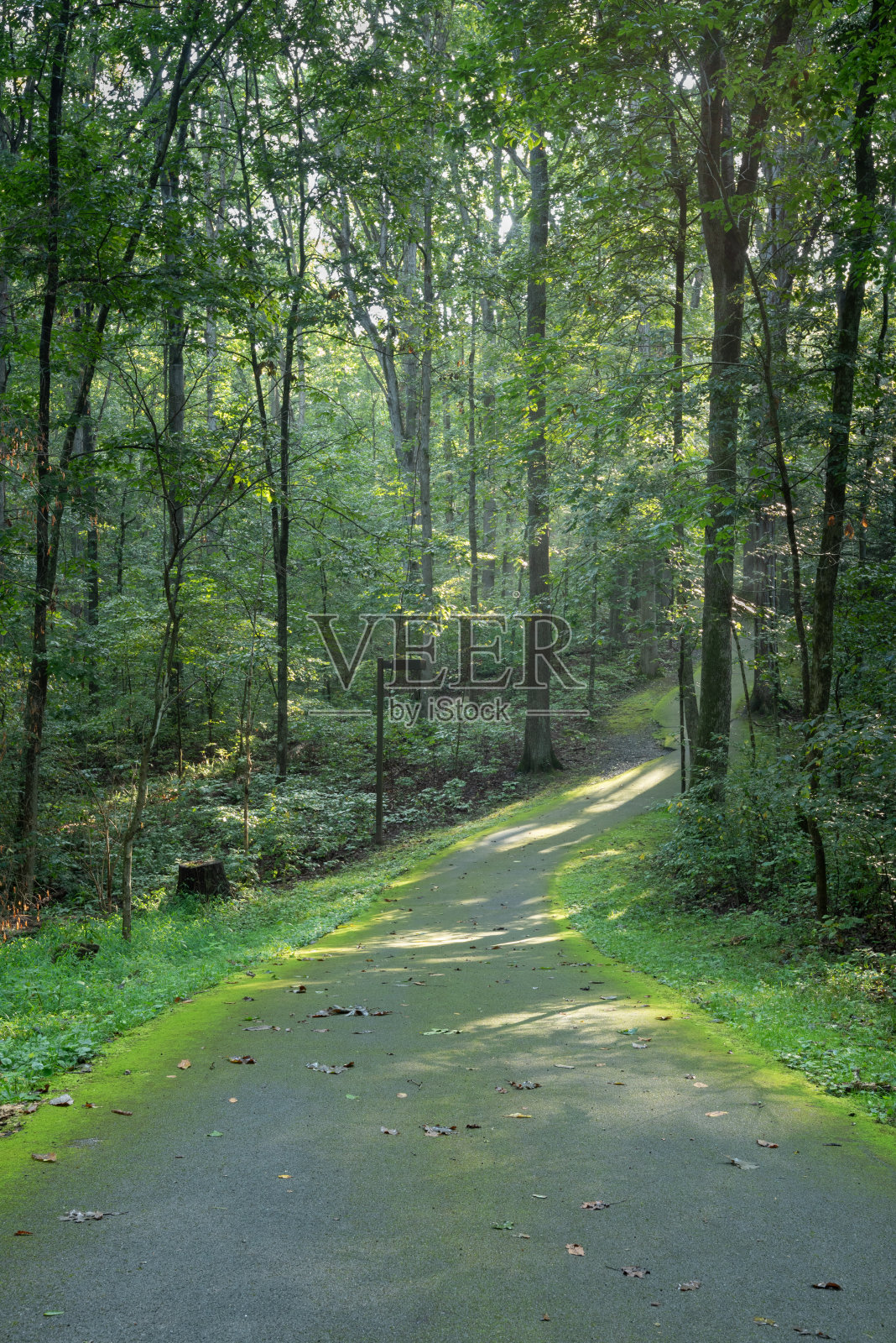 长满青苔的林中小径。照片摄影图片