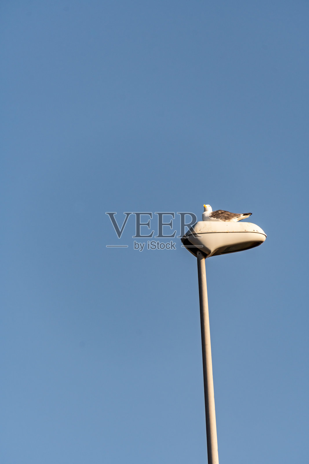 戈梅拉岛上的海鸥。照片摄影图片