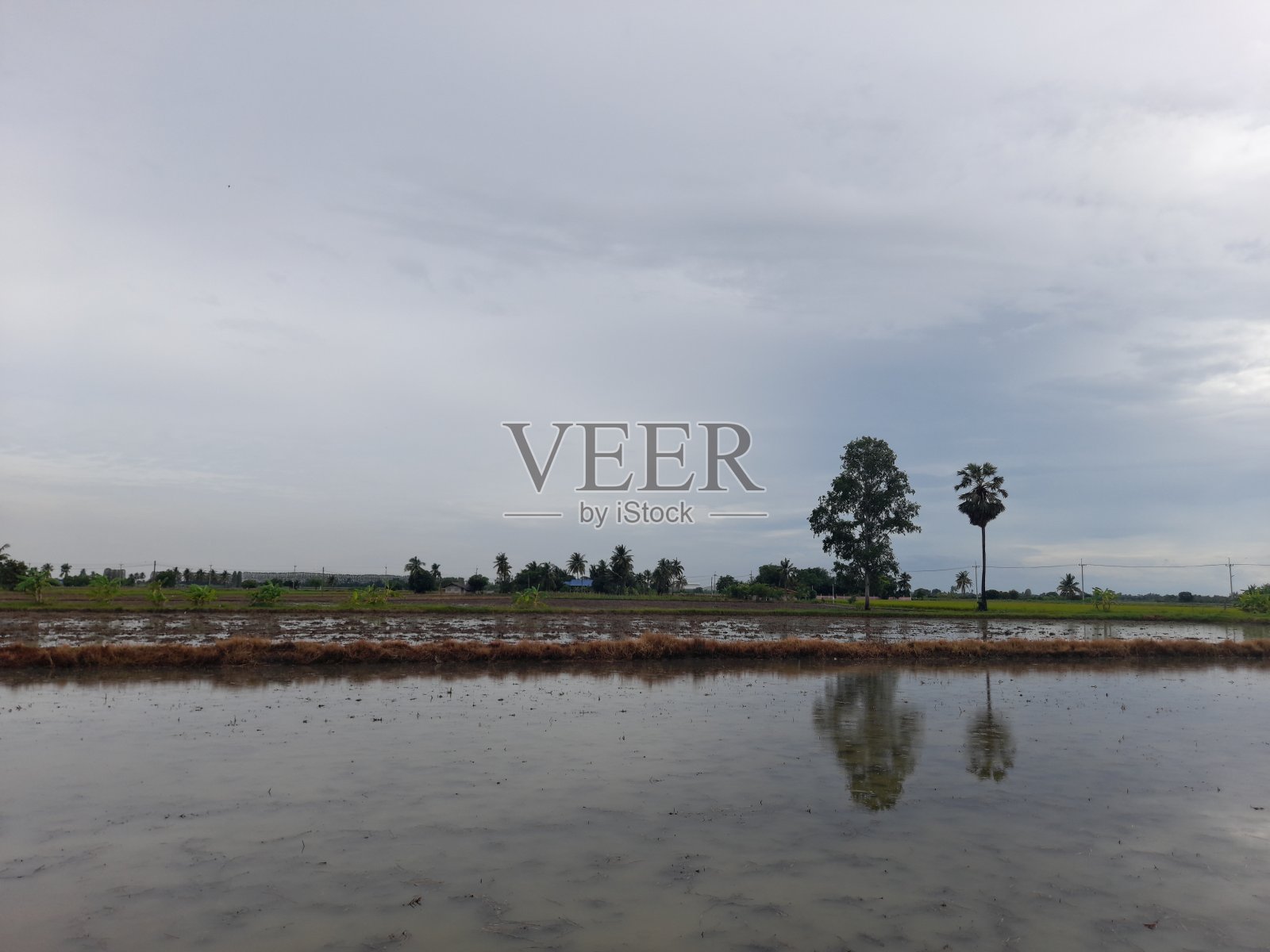 泰国稻田里刚收获的水稻照片摄影图片