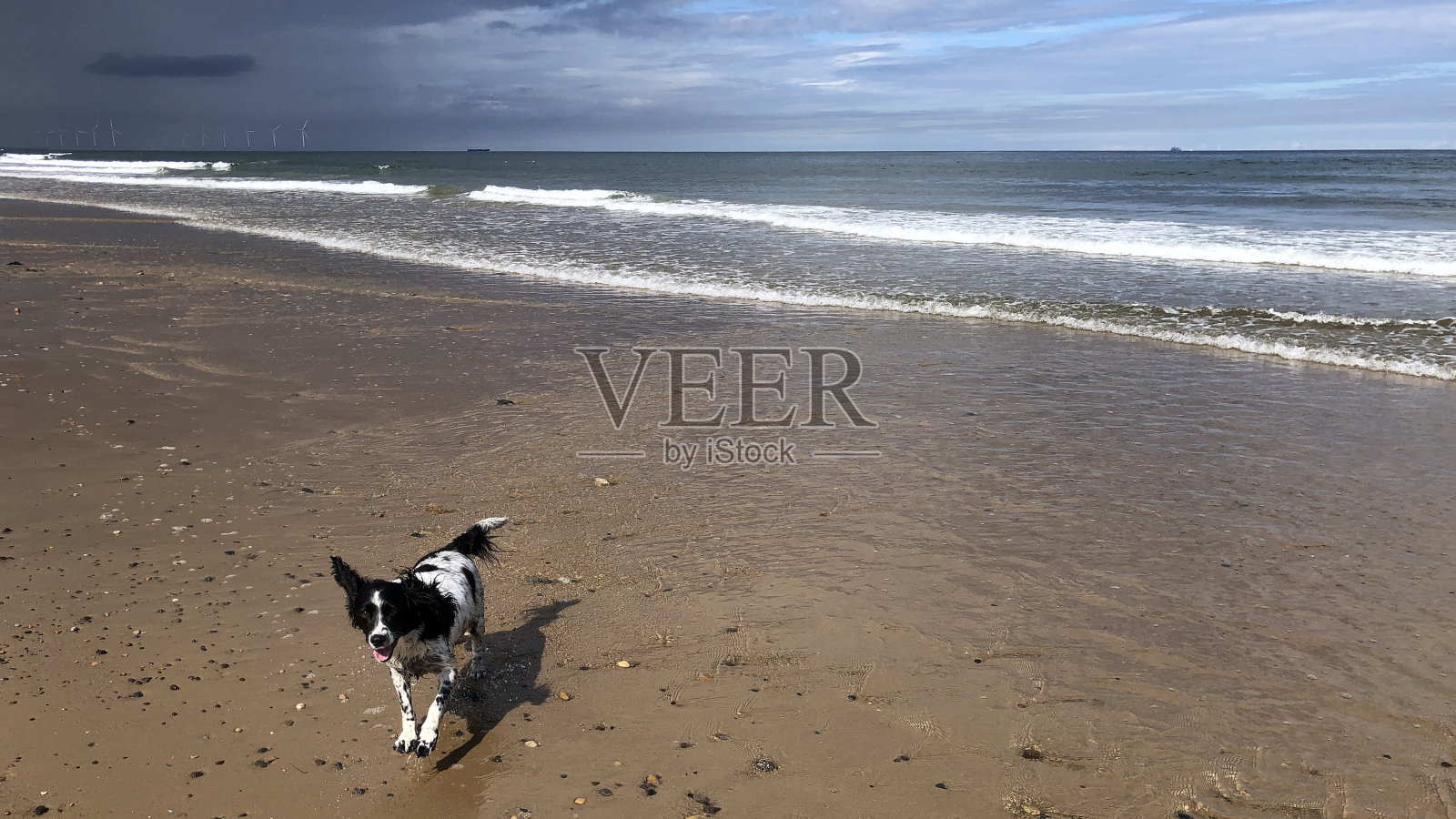 在海边户外的可卡犬,北约克郡,英格兰,英国照片摄影图片