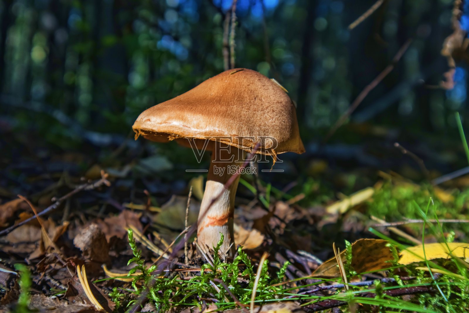 森林里的蘑菇照片摄影图片