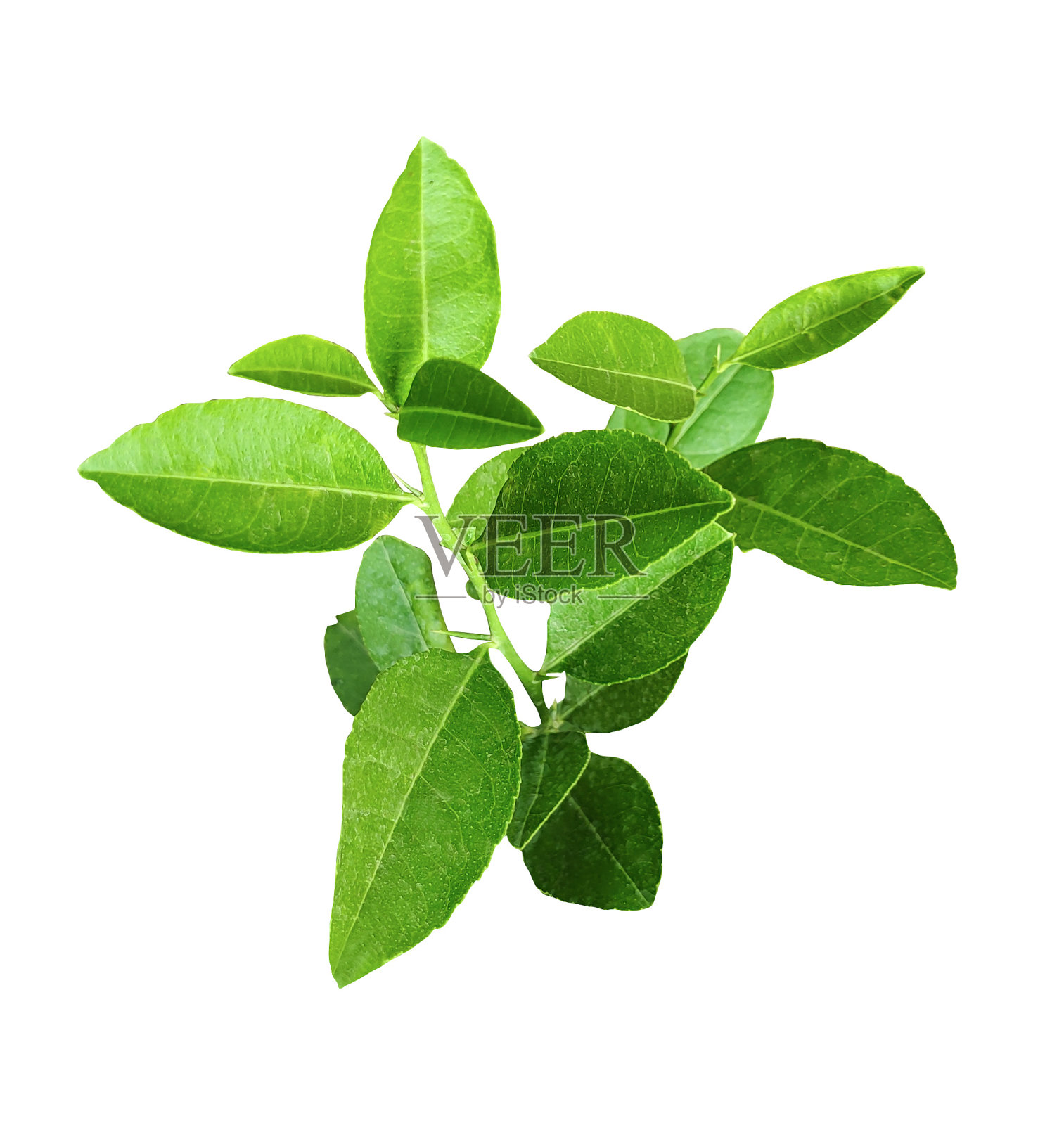 柠檬叶与绿色树枝PNG花粉红色绿色自然植物叶生态照片摄影图片