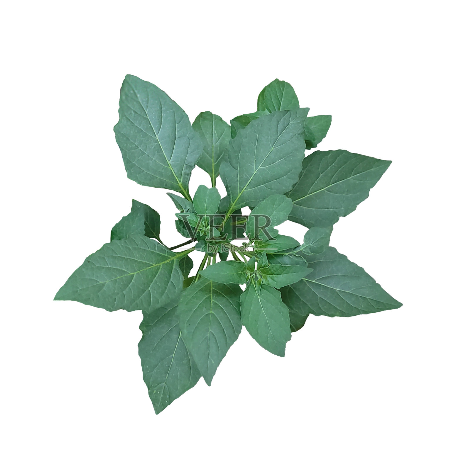 绿色植物白底叶绿色植物绿色植物生态自然树照片摄影图片