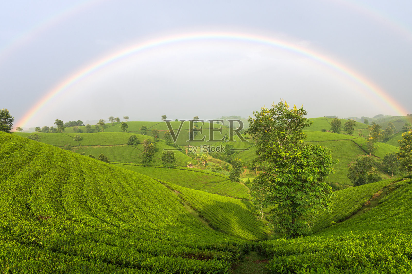 越南富寿省的龙芯茶山照片摄影图片