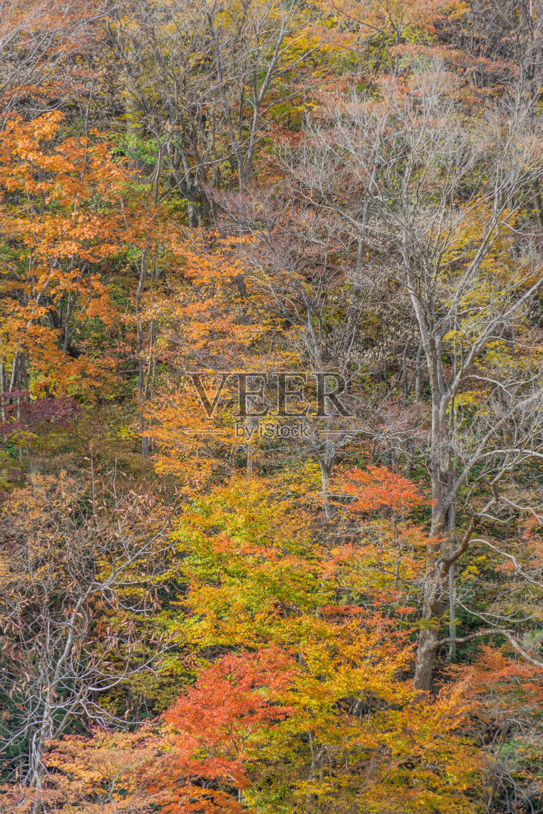 大仙山的秋景照片摄影图片