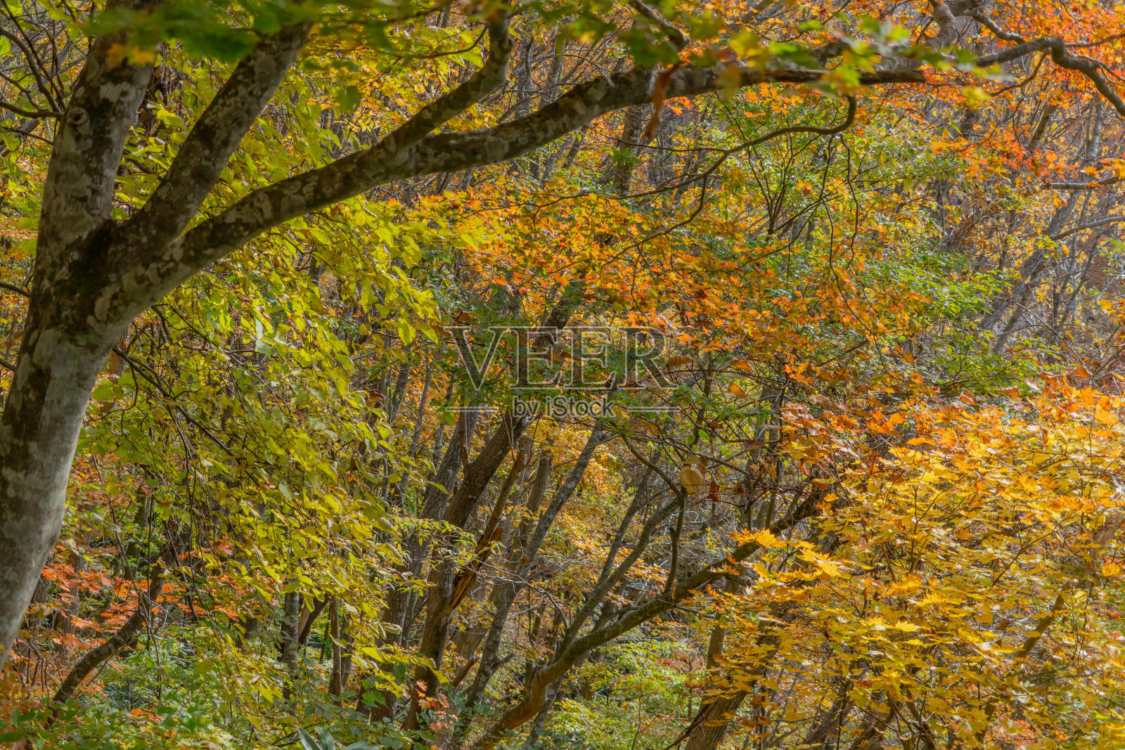 大仙山的秋景照片摄影图片