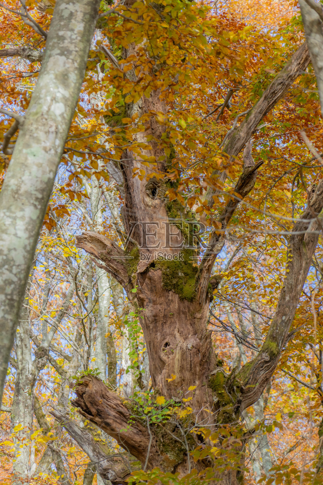 大仙山的秋景照片摄影图片