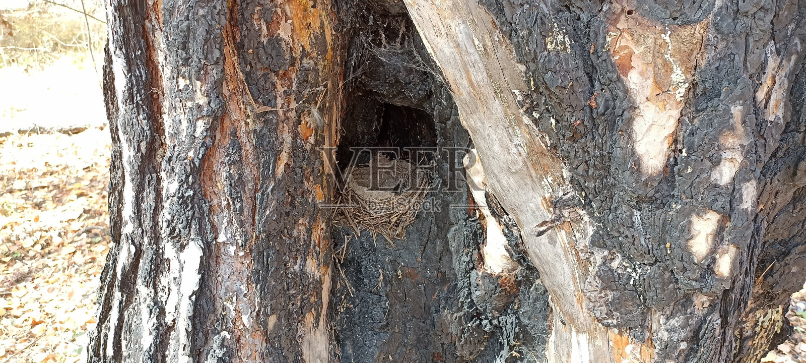 树上的鸟巢照片摄影图片