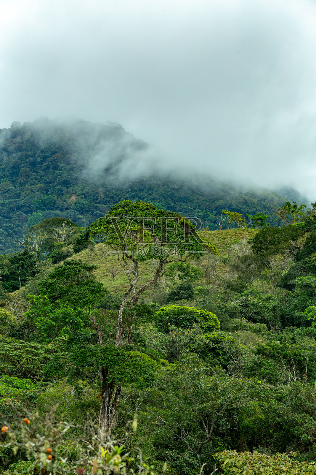 哥斯达黎加浓密的热带雨林,雾气弥漫照片摄影图片