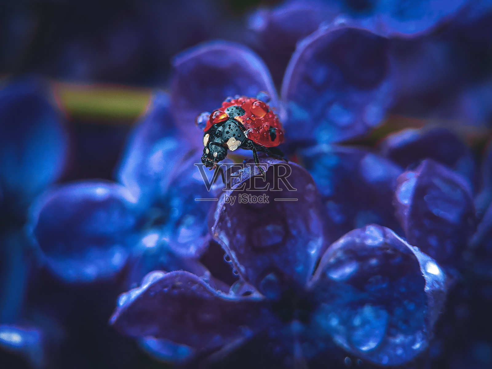 瓢虫照片摄影图片