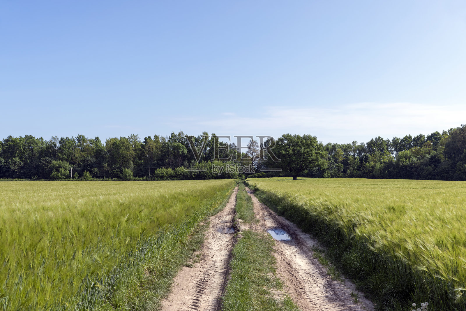 穿过麦田的乡间小路上的泥土照片摄影图片