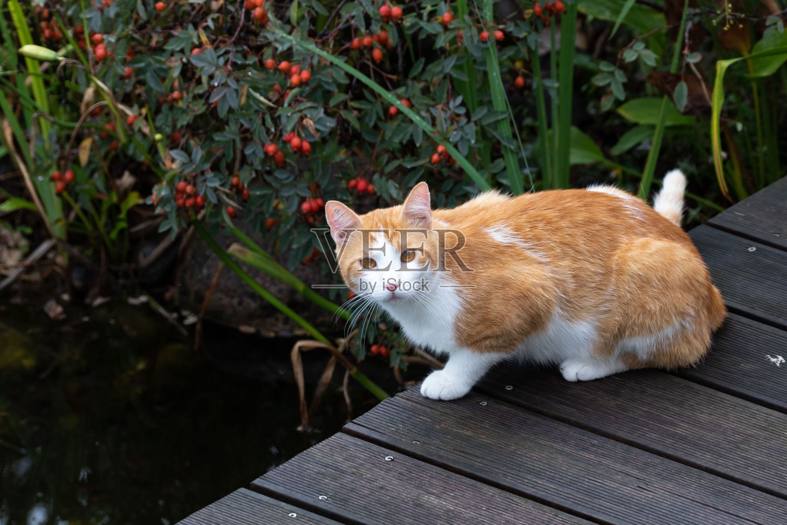 一只猫坐在木桥上向上看,并进行眼神交流。照片摄影图片