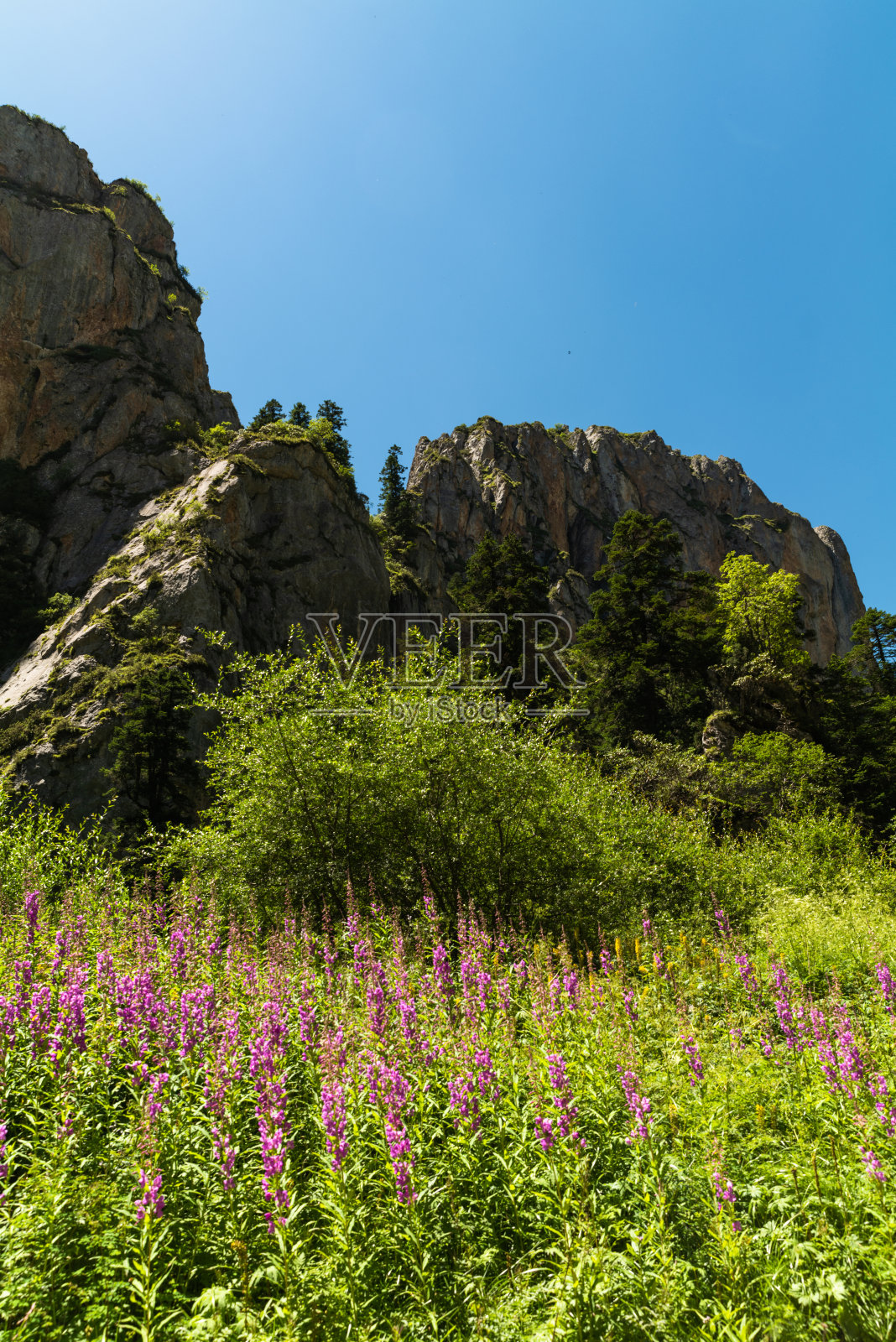 中国甘南美丽的野花照片摄影图片