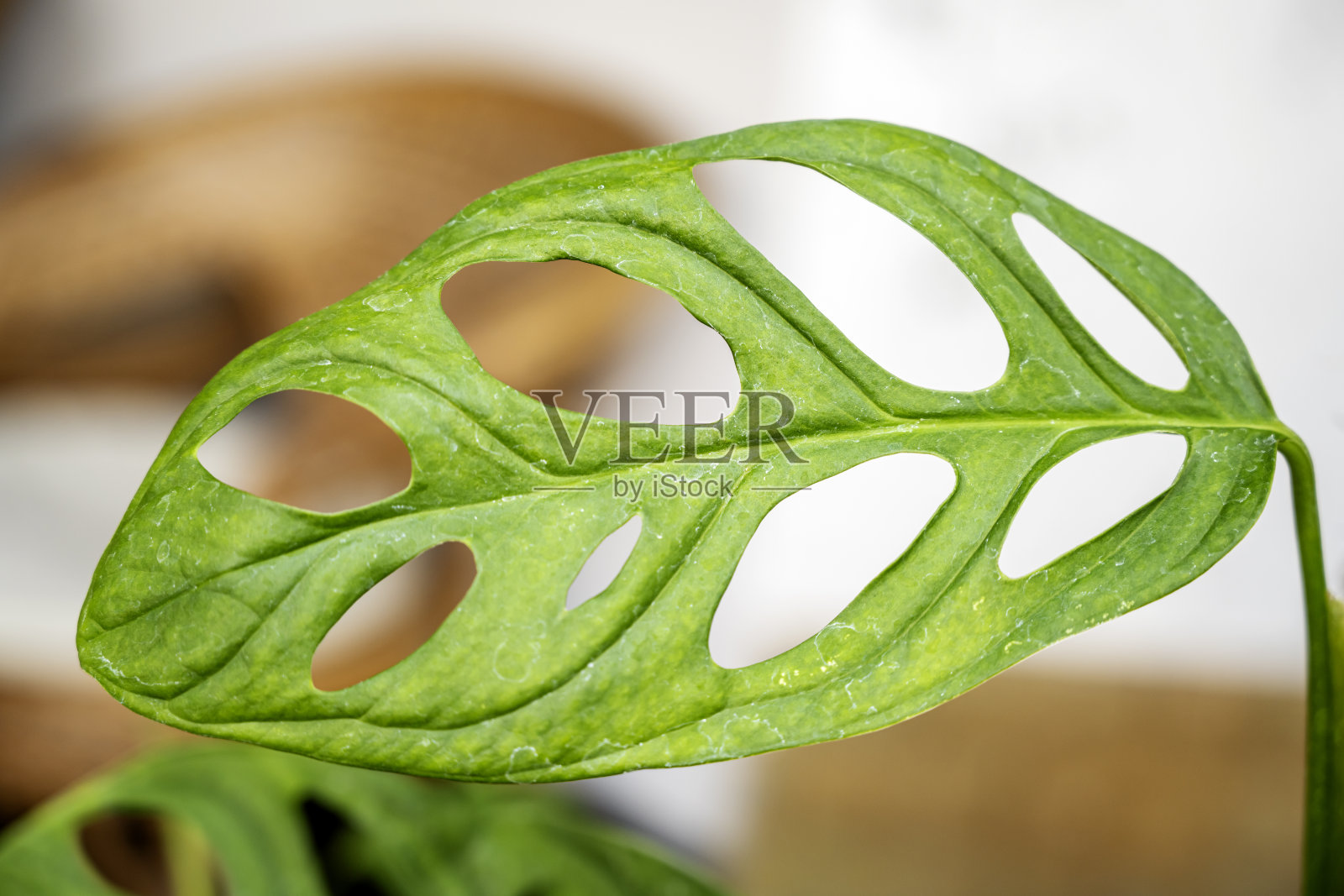 斜叶怪兽(Janda bolong)的绿叶特写照片摄影图片