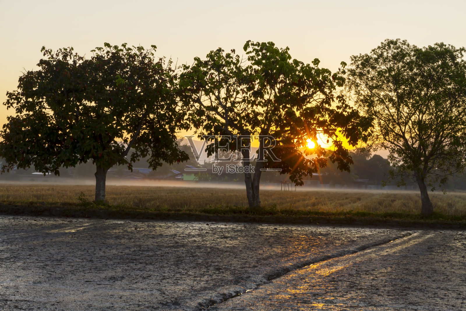 清晨的日出和雾照片摄影图片