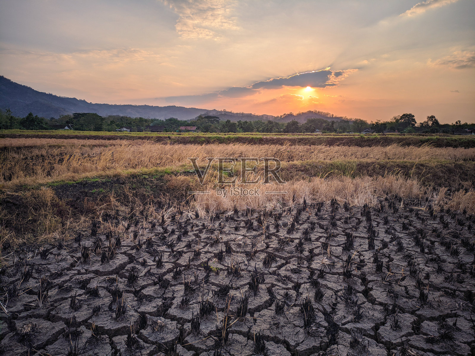 水稻植株的干旱照片摄影图片