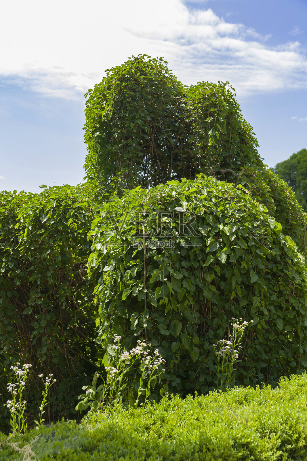 夏天,在乌克兰的一个公园里,一棵桑树在蓝天和绿草的背景下哭泣照片摄影图片