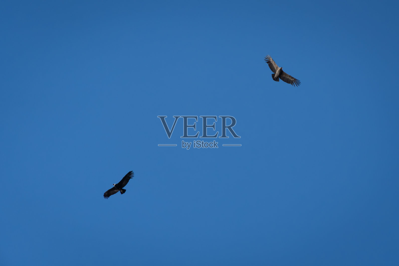 秃鹰在巴塔哥尼亚山上飞翔照片摄影图片