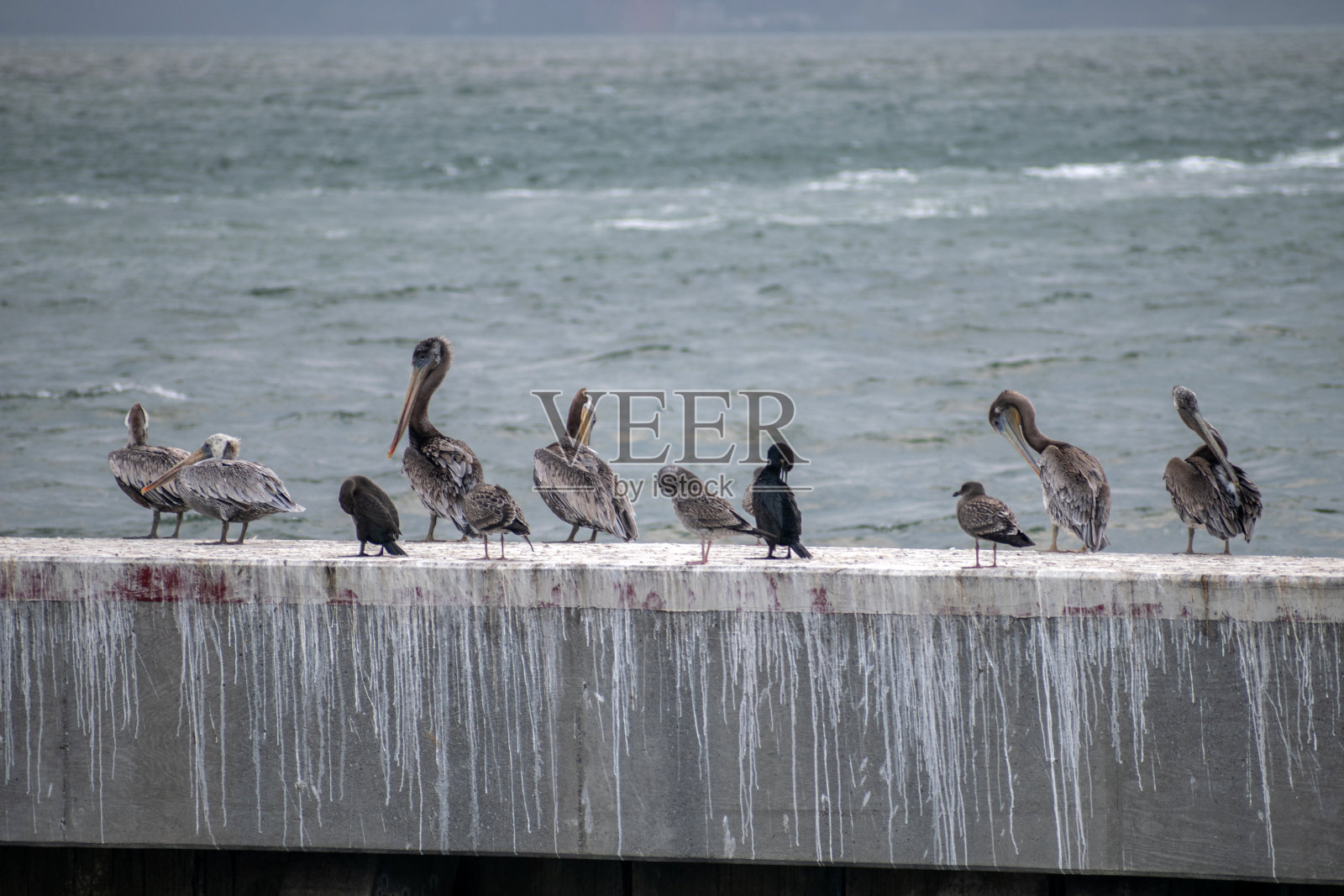 鹈鹕和海鸥照片摄影图片