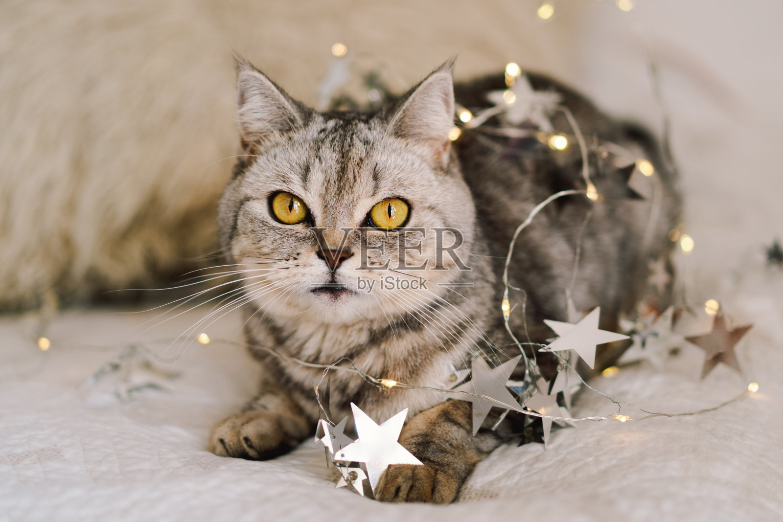 一只可爱的苏格兰直猫坐在床上。照片摄影图片