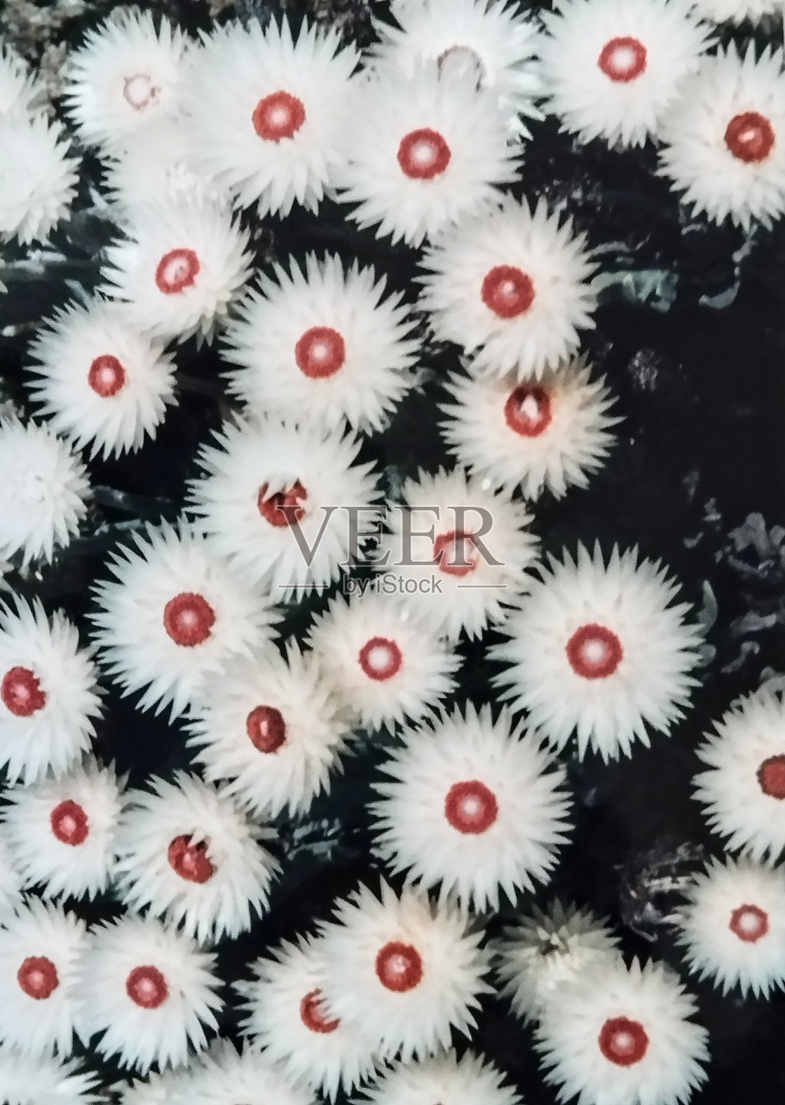 Syncarpha穿着照片摄影图片