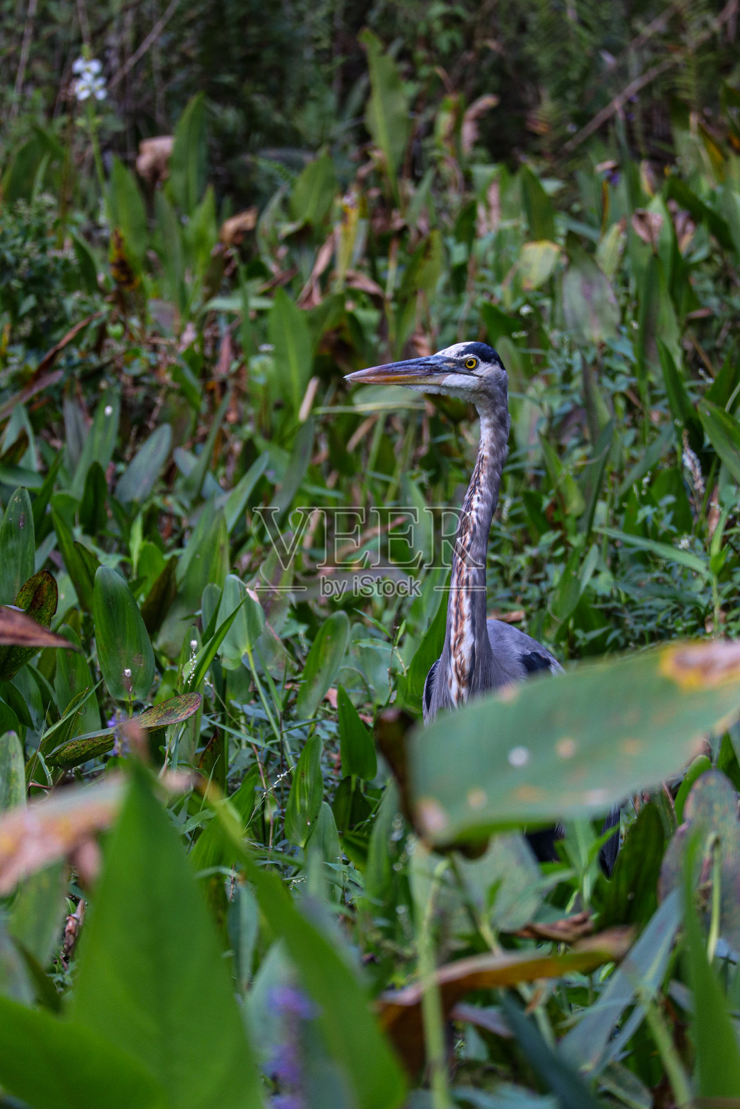 大蓝鹭照片摄影图片