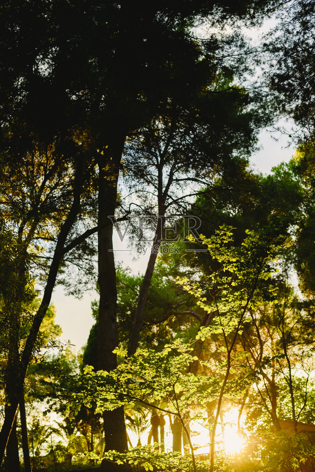 夕阳下的森林,夏日的暖色调照片摄影图片
