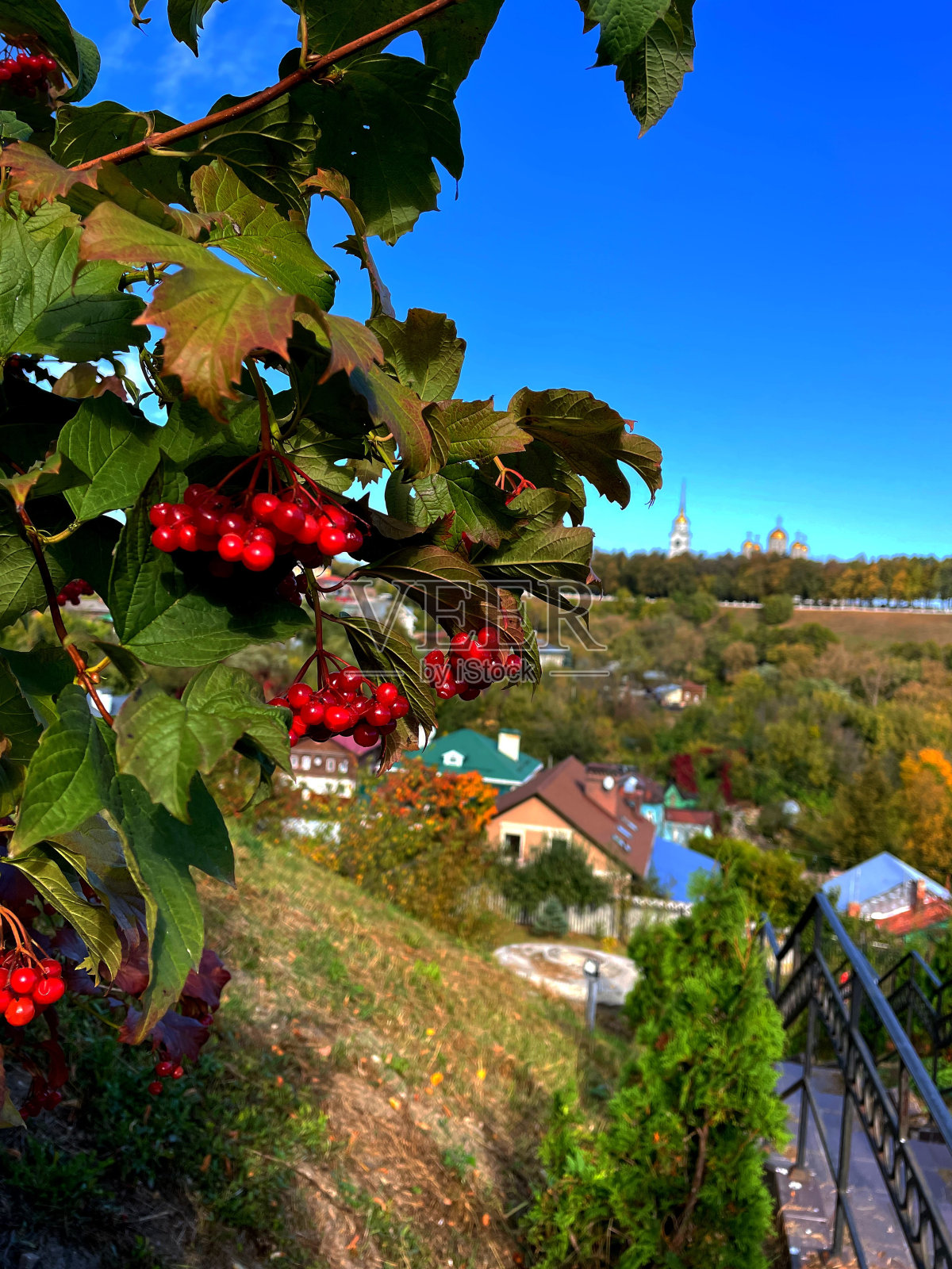 秋天,弗拉基米尔城,豆荚照片摄影图片