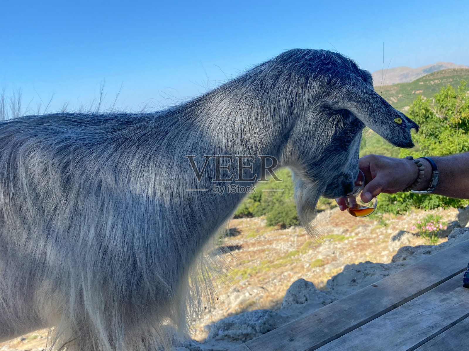 一只山羊正在用土耳其茶杯喝土耳其茶。照片摄影图片