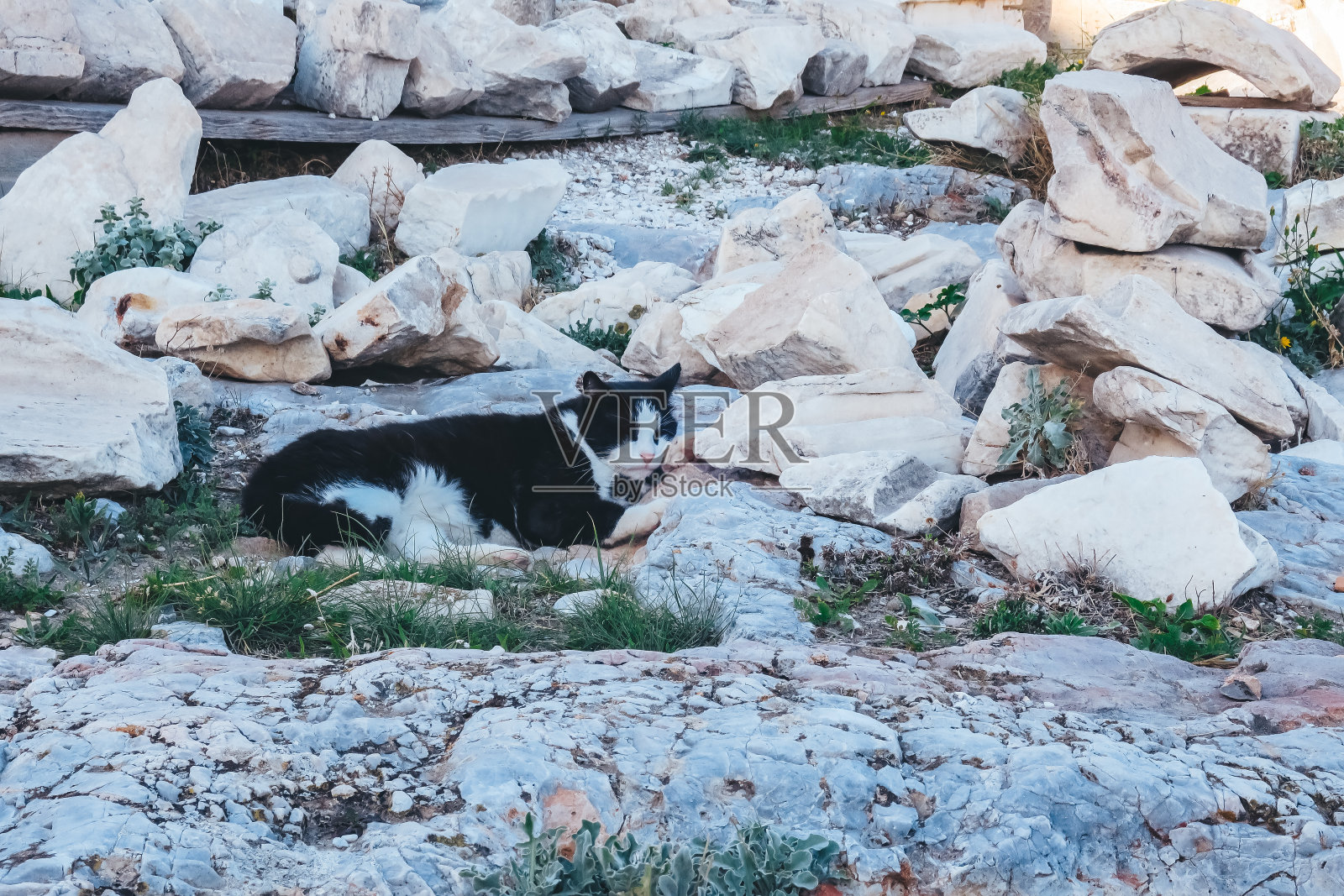 猫睡在卫城的山上照片摄影图片