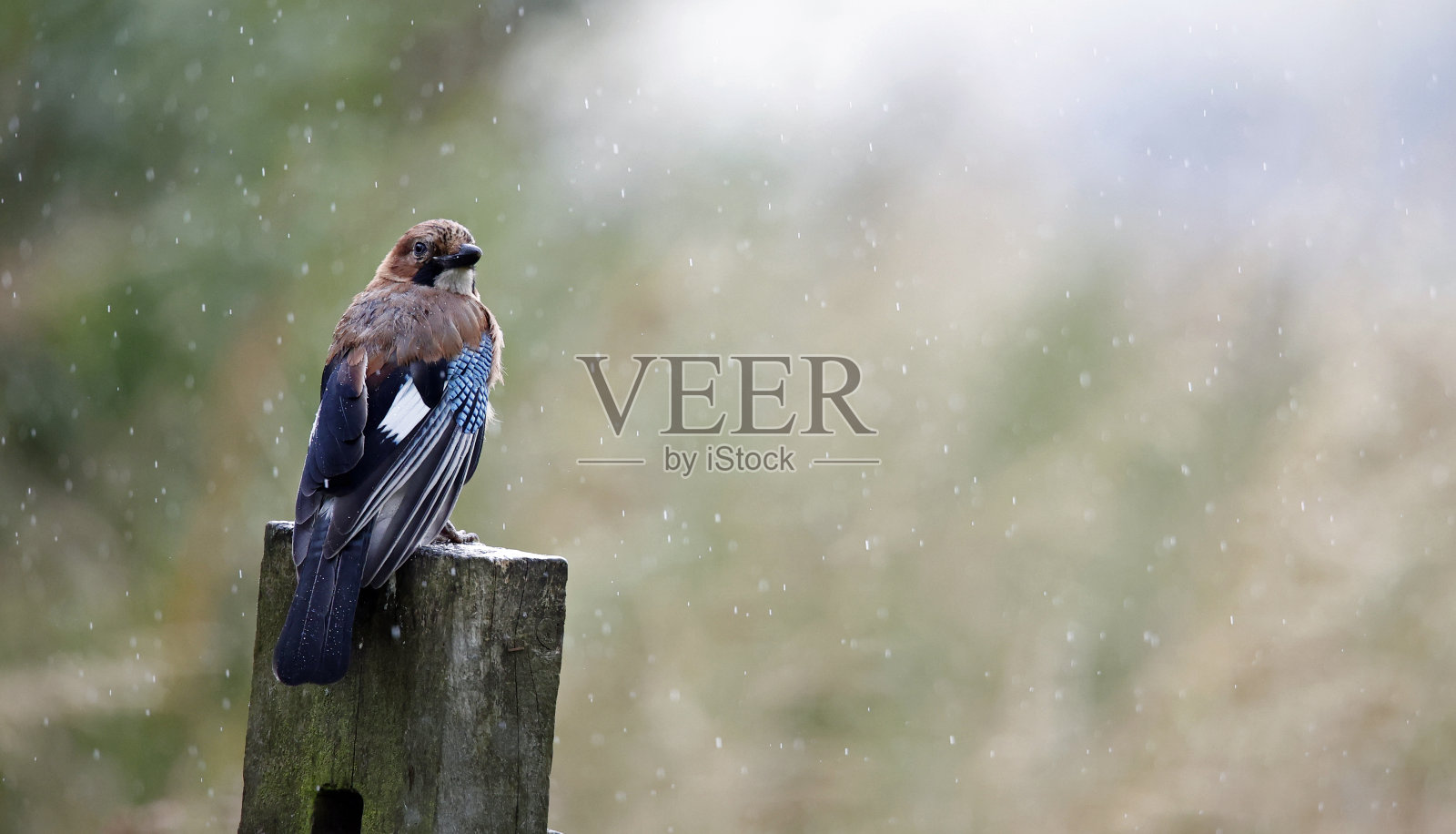 欧亚松鸦栖息在农场周围照片摄影图片