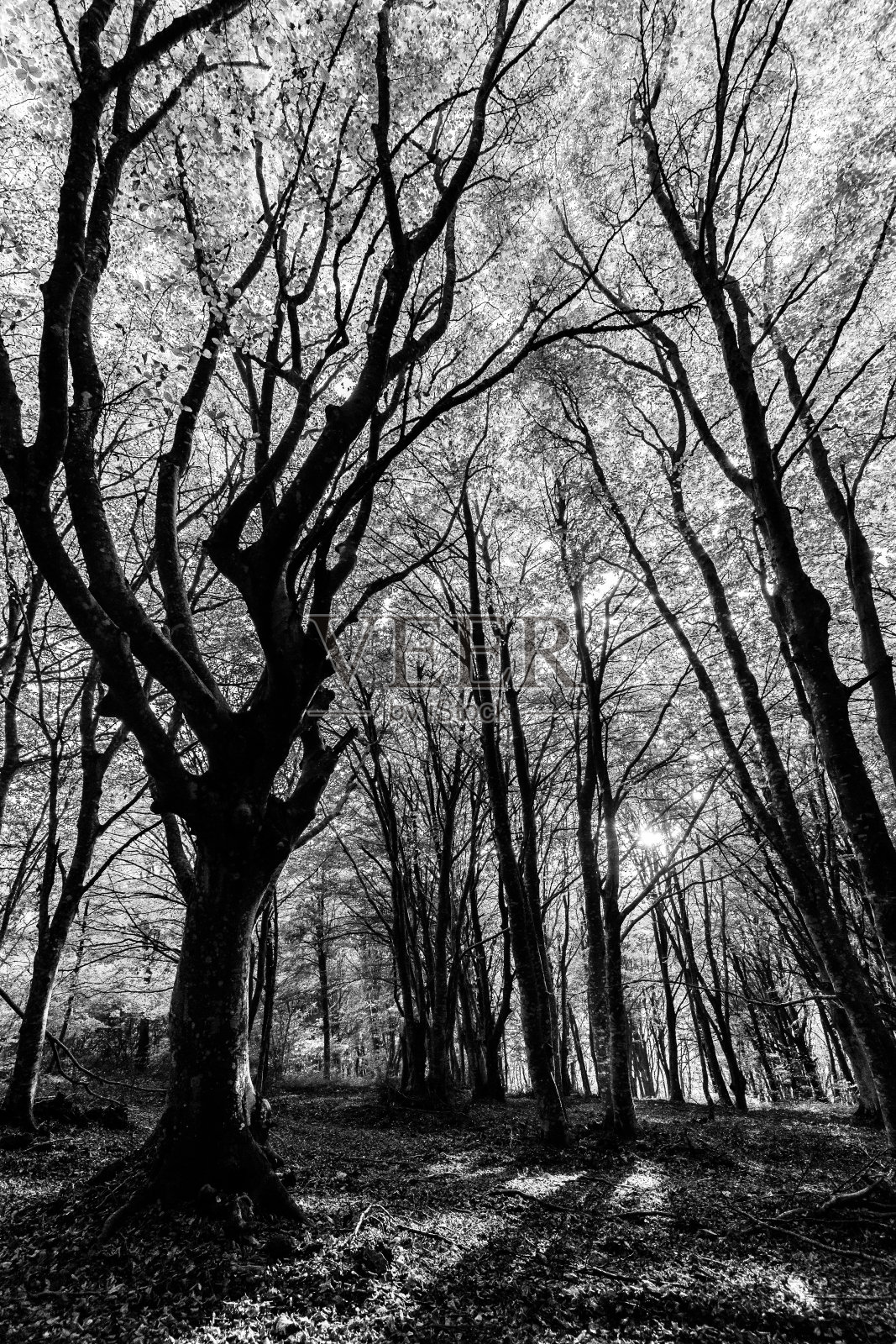 秋天的Canfaito fagus森林照片摄影图片