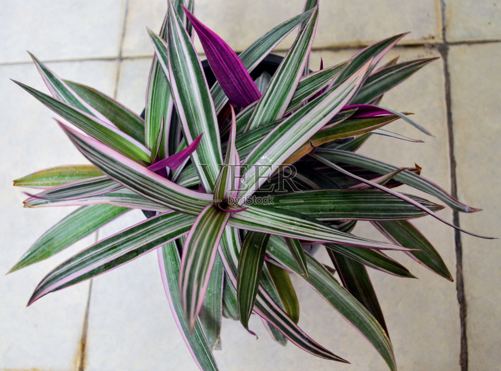 “矮三色”是一种小而低矮的多肉植物,有蜡状矛形叶子的莲座。叶子的上部是绿色的,有白色条纹的杂色。照片摄影图片